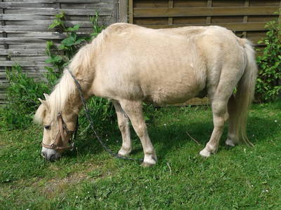 Bild 7 aus  Ferienhof Haas