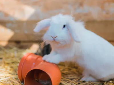 Bild 14 aus  Ferienhof Groth/ Hof Herzleuchten