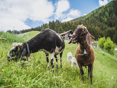 Bild 29 aus  Wiesbauer - Urlaub in Schenna - Südtirol