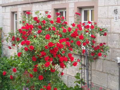 Bild 25 aus  Ferienhof Ott im Romantischen Franken bei Rothenburg o.d.T.