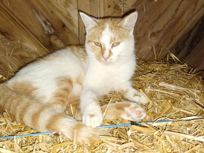 Bild 40 aus  Ferienhof Nordorfer Grashaus