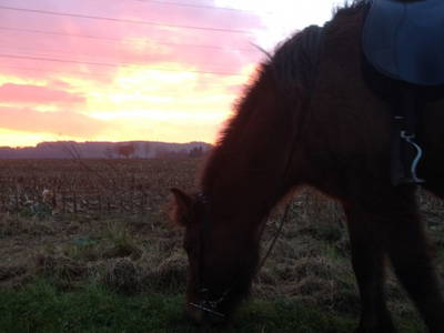 Bild 30 aus  Ferienwohnungen Strobel Eichstegen