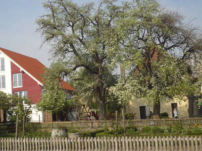Bild 31 aus  Bio-Obstgut Oberhof