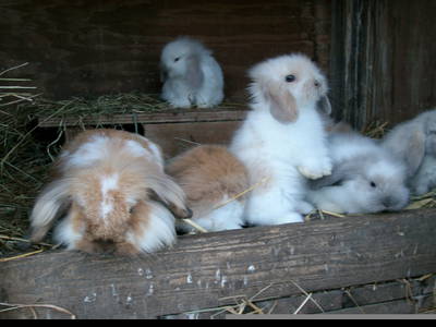 Bild 3 aus  Ferienhof Haas