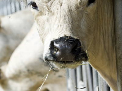 Bild 13 aus  LandSelection Schwarzfelder Hof