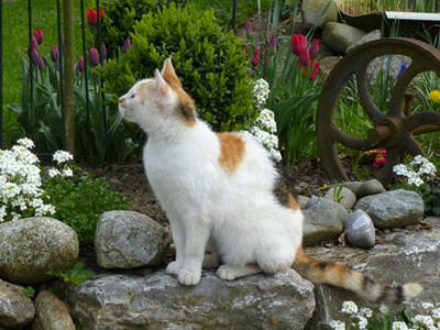 Bild 6 aus  Ferienwohnung Kiechle