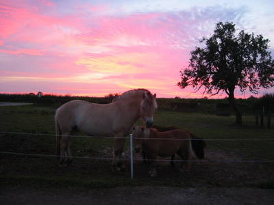Bild 16 aus  Carstens Ferienhof