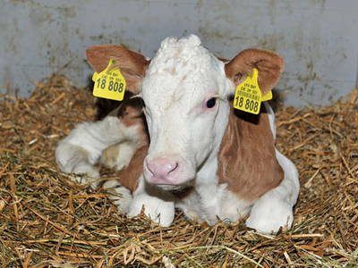 Bild 16 aus  Ferienhof Moyer