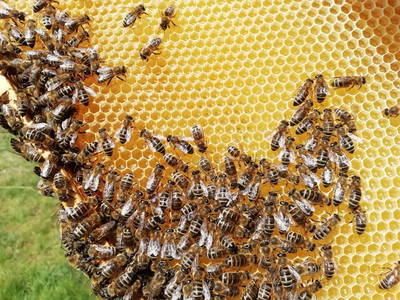 Bild 9 aus  Ferienhof Blocksberg