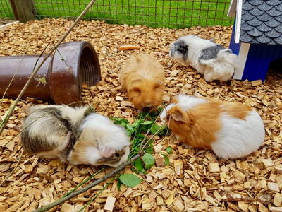 Bild 8 aus  Ferienhof Presener Deichkrone