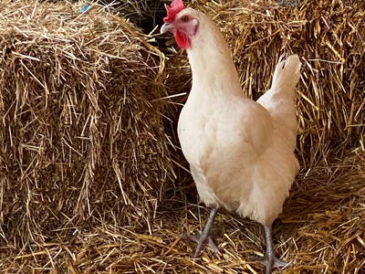 Bild 33 aus  Biohof Pürten