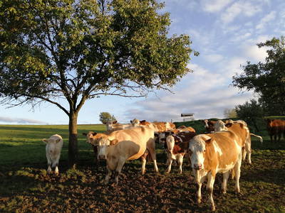 Unsere Mutterkuhherde mit ihren Kälbern