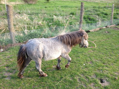 Bild 4 aus  Hannas Ranch