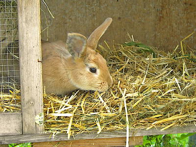 Bild 15 aus  Wastelbauerhof in Bernau am Chiemsee