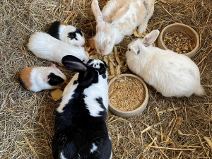 Bild 52 aus  Hof Schlünzen