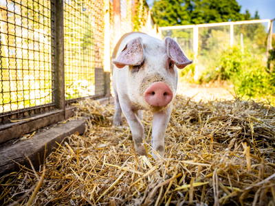 Bild 19 aus  Ferienhof Wolschendorf