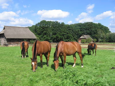 Bild 12 aus  Hof Immenknick *** idyllischer Reiterhof