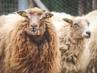 Bild 21 aus  Rancone Lodges