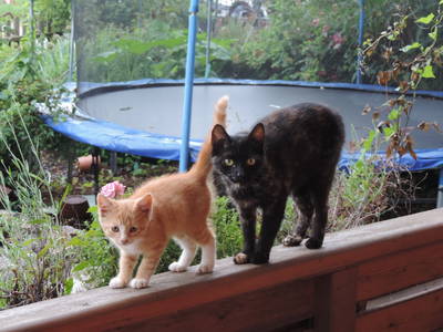 Bild 40 aus  Auf'm Reifnhof: Ihr Kreativhof am Simssee im Chiemgau