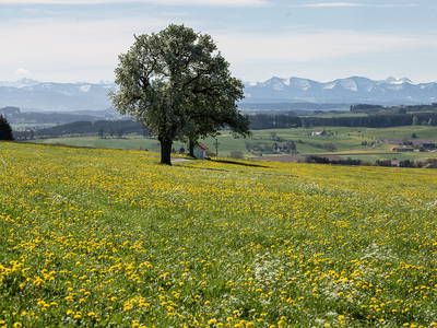 Bild 91 aus  Allgäu Bergferienhof
