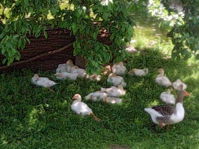 Bild 9 aus  Ferienwohnung Göhl