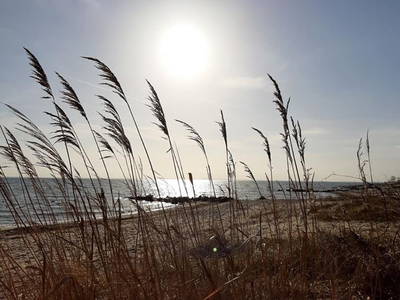 Strandgräser im Wind - Ferienhof Kluvetasch