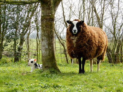 Bild 32 aus  Ferienhof   Witte Haubarg                -  2025 Beliebtester Ferienhof für Familienurlaub