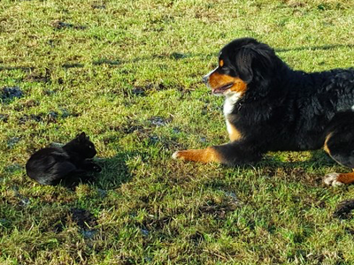 Bild 16 aus  Ferienwohnungen Strobel Eichstegen