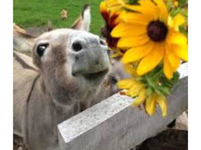 Bild 4 aus  Ostsee Ferienhof Kluvetasch