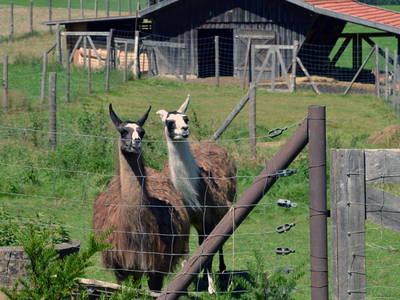 Bild 10 aus  Ferienhof Hubertus