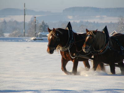 Bild 27 aus  Geigerhof