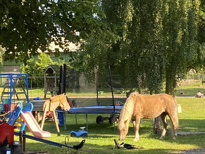 Bild 40 aus  Ferienhof Messer  Bauernhofurlaub  Ostseenähe  Ponys