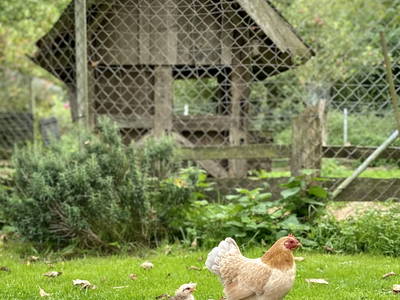 Bild 26 aus  SchleinersHof