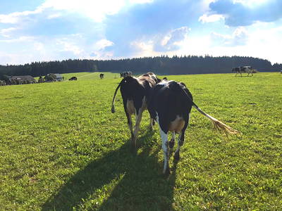 Bild 13 aus  Gschwinghof