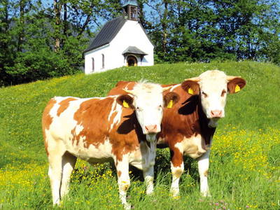 Bild 5 aus  Haus Marter   Mindestaufenthalt 6 Nächte