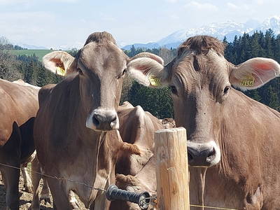 Bild 11 aus  Wangarhof