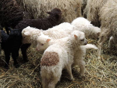 Bild 5 aus  Nutztier-Arche Hof Steindamm