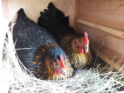 Bild 7 aus  Ferienhof Morich Harz