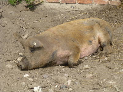 Bild 16 aus  Grenzer Ökohof