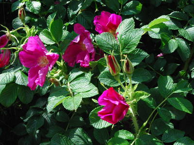 Bild 40 aus  Lindenhof