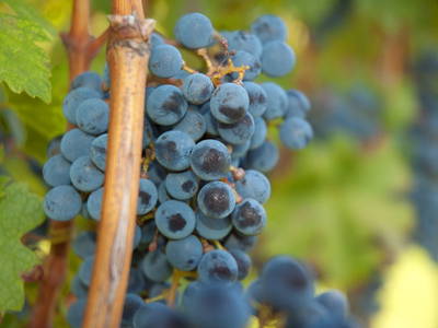 Bild 10 aus  Ferienwohnungen Grabmayrhof