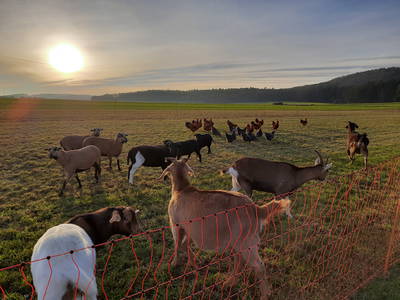 Bild 35 aus  Steigerwälder Zwergenhof ihr kleiner Kinder-Bauernhof für Familien- und Gruppenurlaube