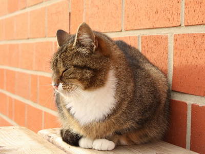 Katze genießt die Sonne