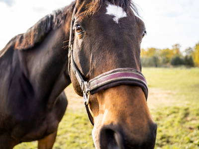 Bild 43 aus  LandSelection Gut Gaarz