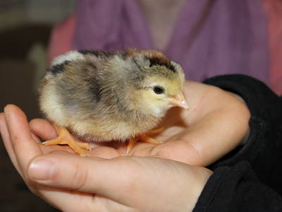 Bild 25 aus  Schneidmühle