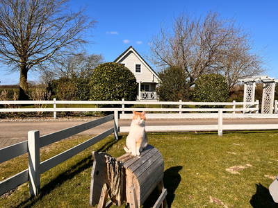 Bild 38 aus  Ferienhof Sell Bauernhofurlaub Ostsee Ponys