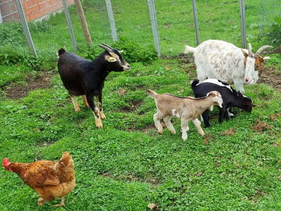 Bild 13 aus  Hof  Wesselmann