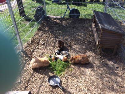 Bild 12 aus  Schwalbenhof