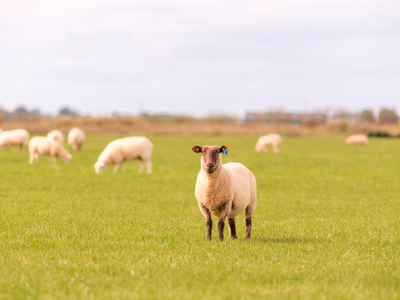 Bild 16 aus  "Reet" Landhaus Hartwig bei St. Peter-Ordings Sandstrand