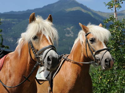 Bild 14 aus  Siglgut